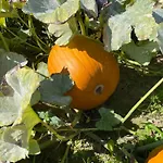 Agroreset 度假居 Korlino