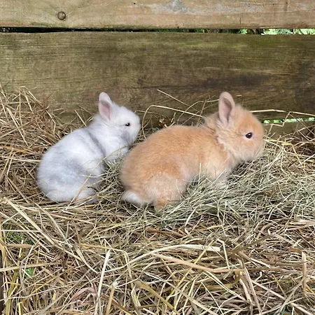 Agroreset Caloroczny * Korlino