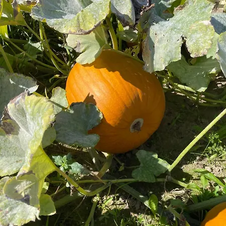 Agroreset Дом отдыха Korlino