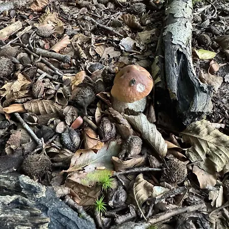 Agroreset Caloroczny