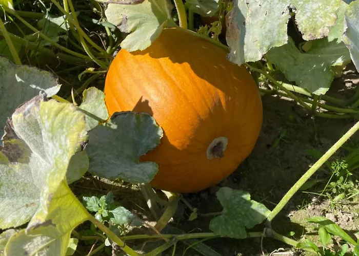 Agroreset Сasa de vacaciones Korlino